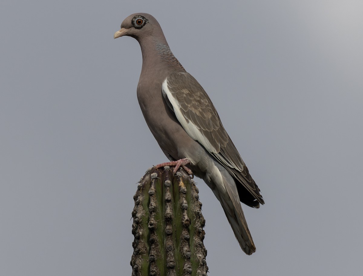 Pigeon jounud - ML642690290