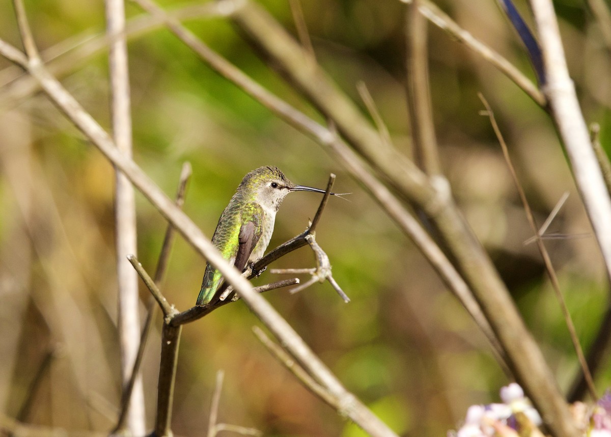 Anna's Hummingbird - ML642690294