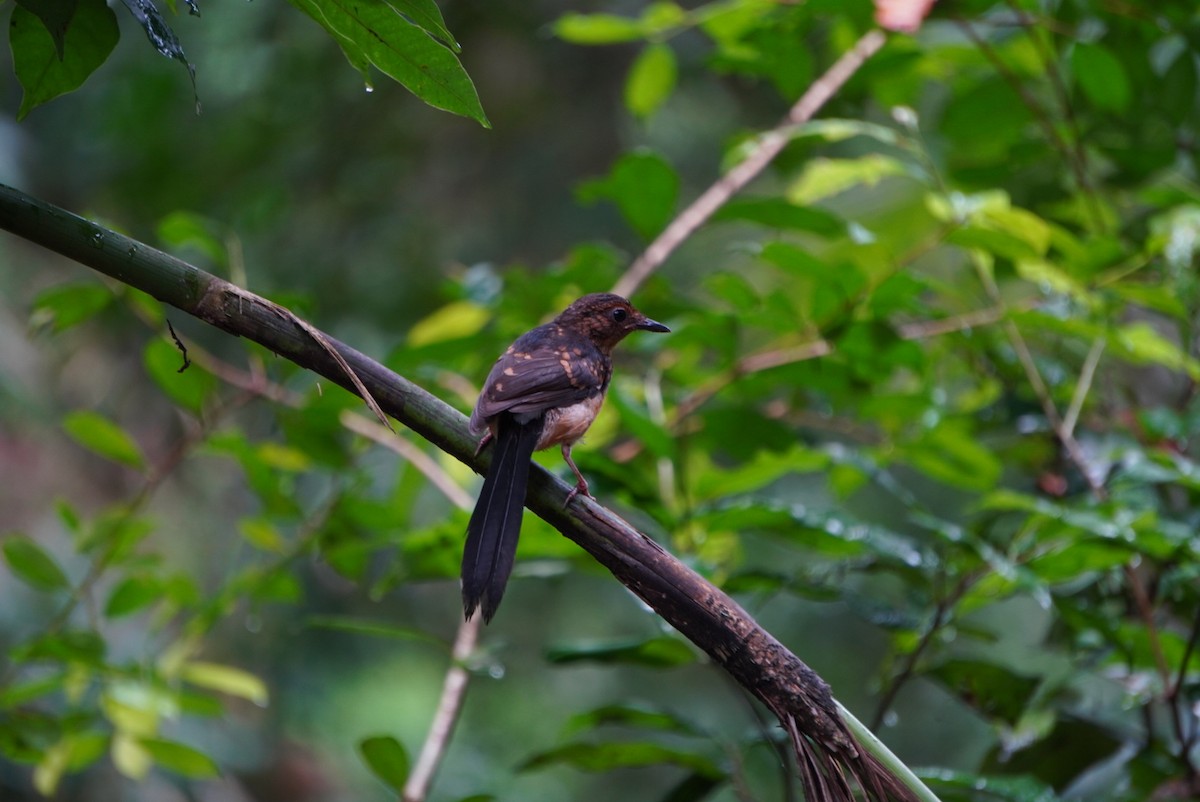 Shama de Ceylan - ML642690308