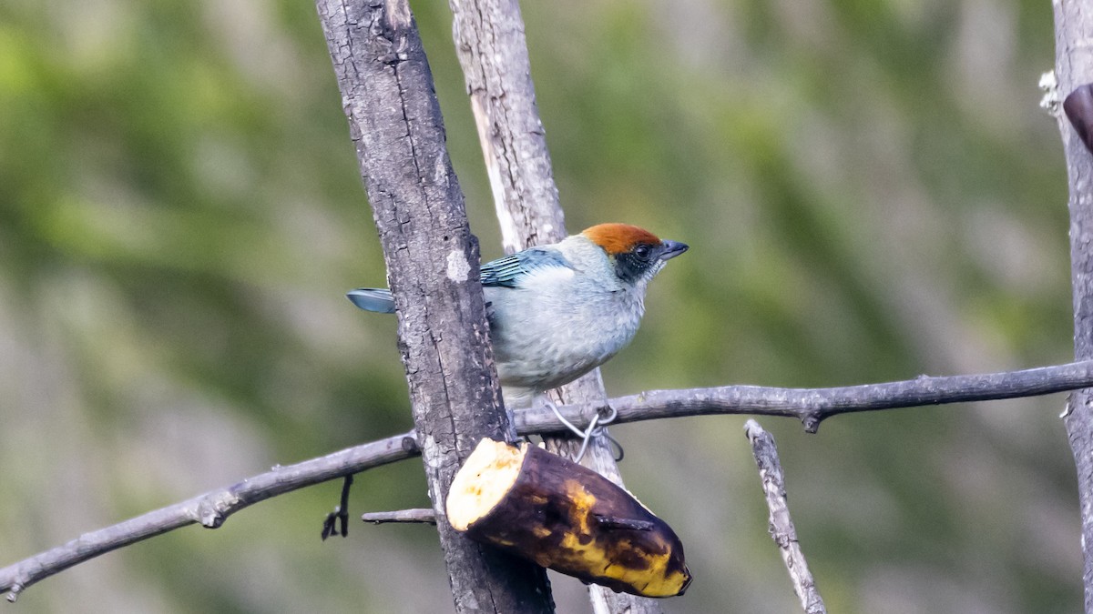 Scrub Tanager - ML642690337