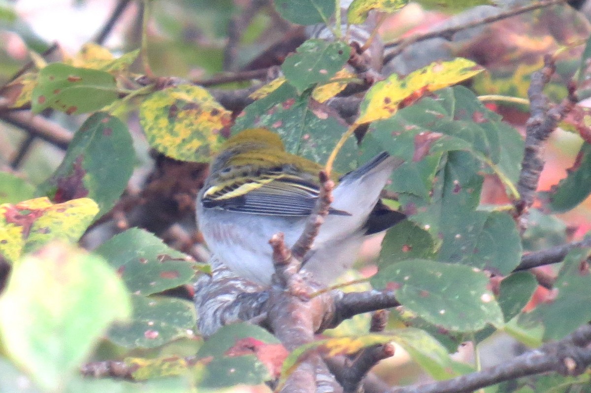 Chestnut-sided Warbler - ML642690338