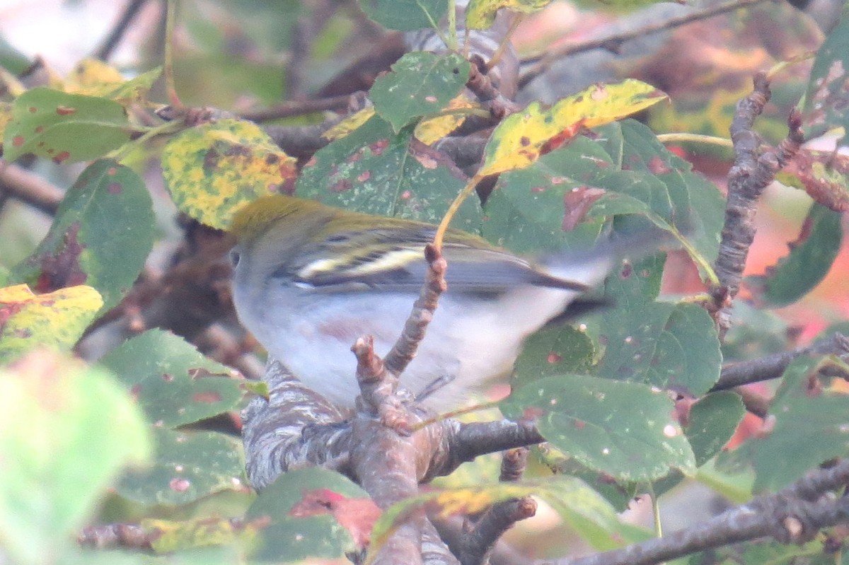 Chestnut-sided Warbler - ML642690339