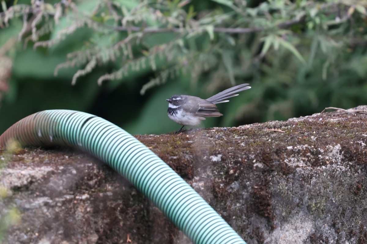 Spot-breasted Fantail - ML642690342