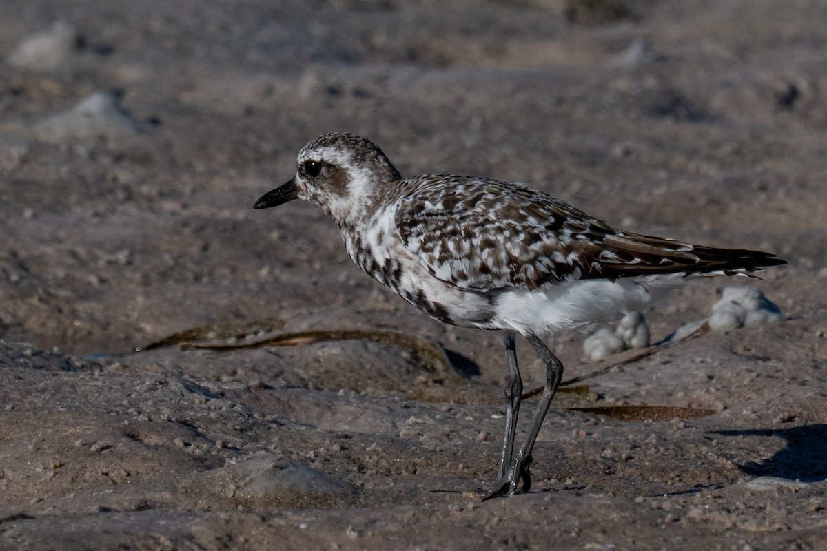 Black-bellied Plover - ML642690346