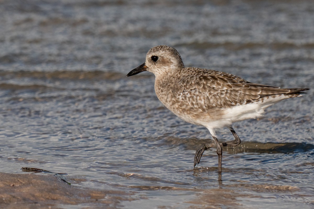 Black-bellied Plover - ML642690347