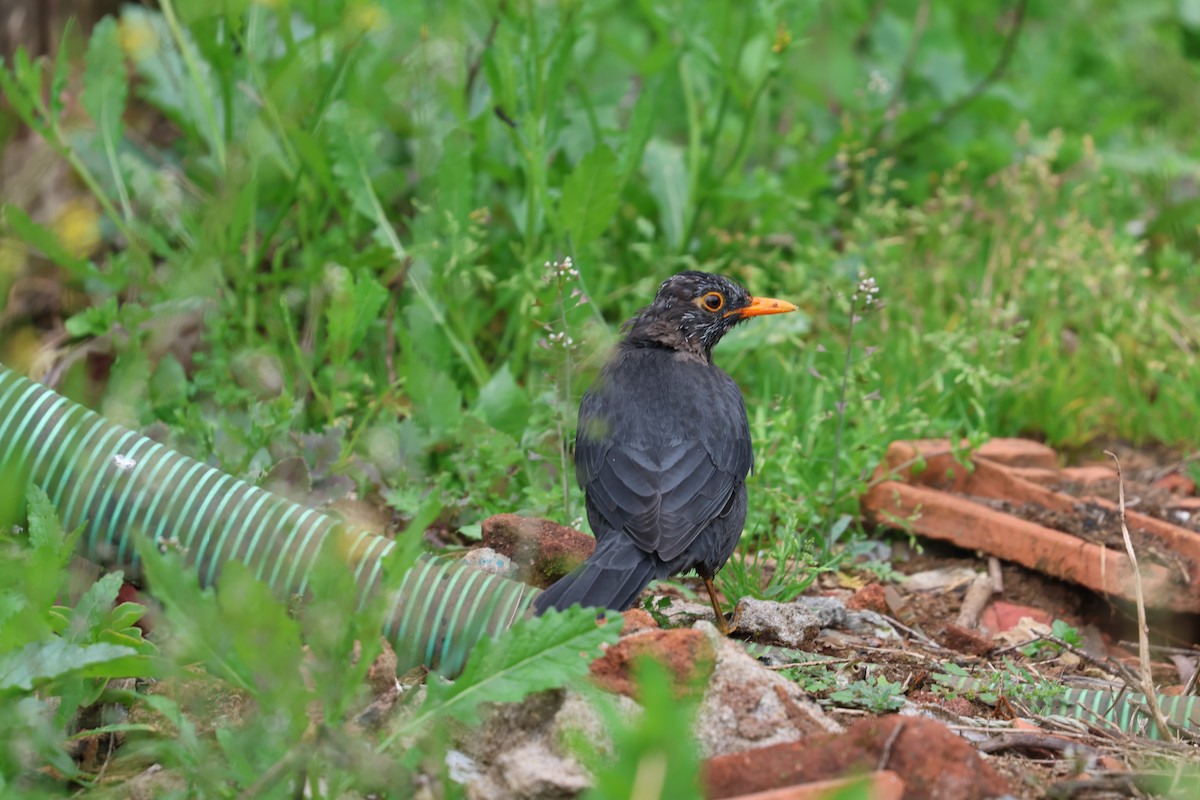 Indian Blackbird - ML642690350