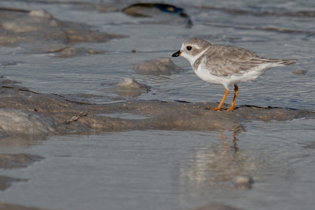 Piping Plover - ML642690351