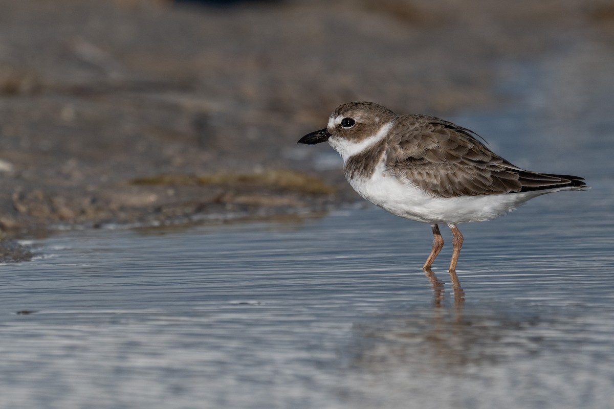 Wilson's Plover - ML642690352