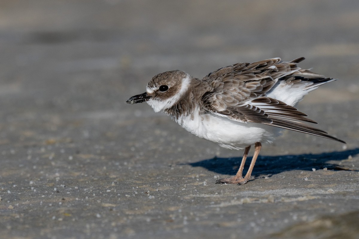 Wilson's Plover - ML642690353