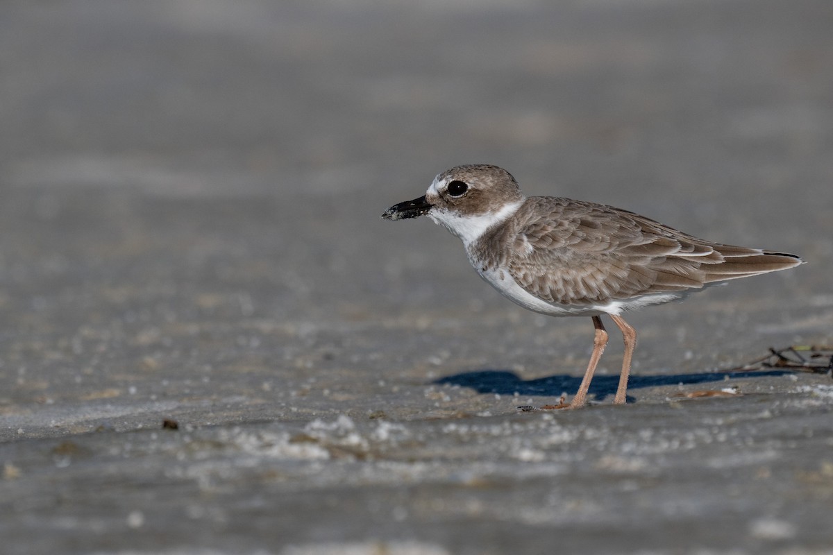 Wilson's Plover - ML642690354
