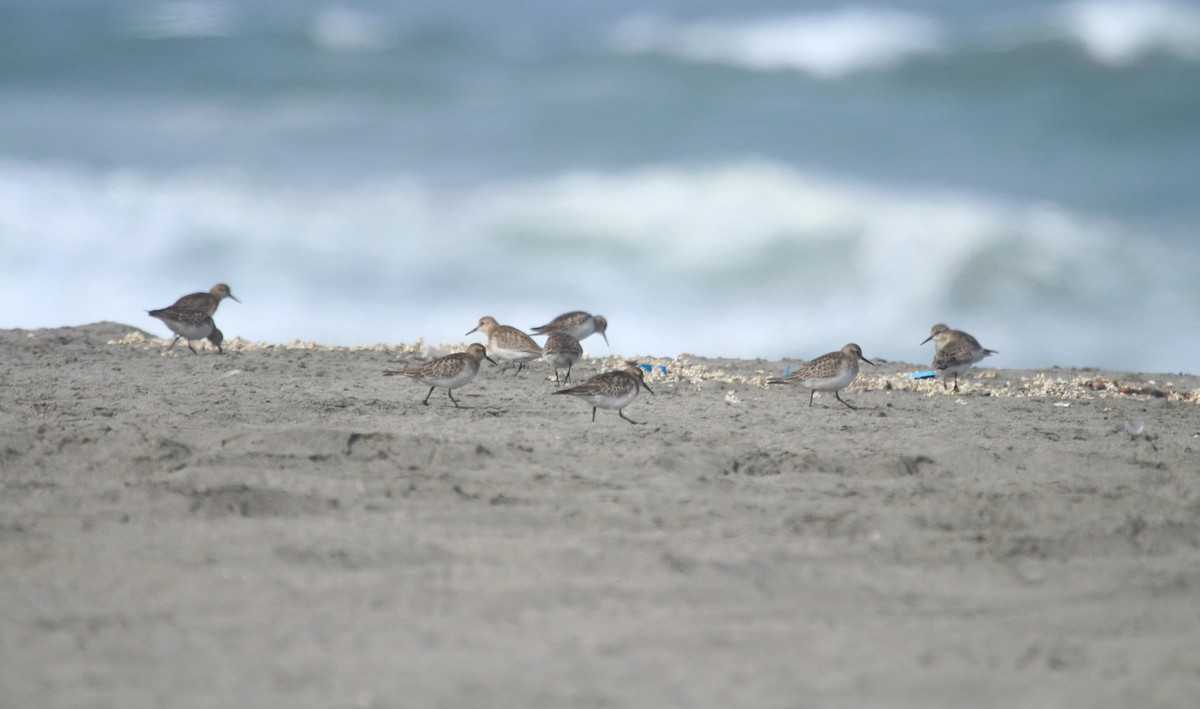 Baird's Sandpiper - ML642690356
