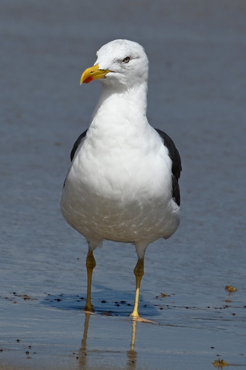 Lesser Black-backed Gull - ML642690366