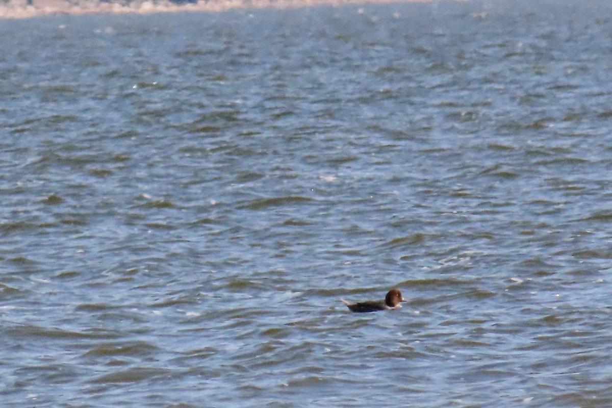 Common Goldeneye - ML642690368
