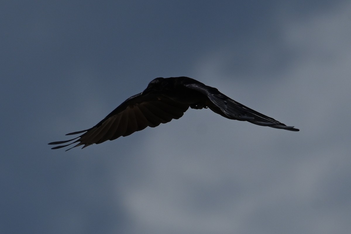 Fish Crow - ML642690371