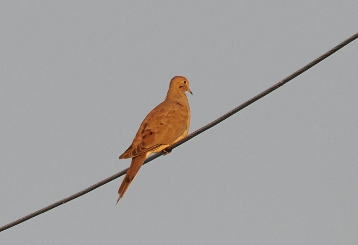 Mourning Dove - ML642690373