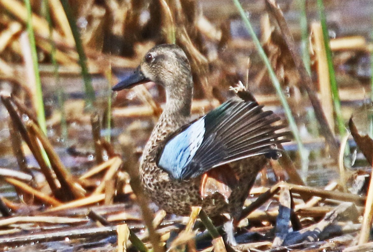 Blue-winged Teal - ML642690374