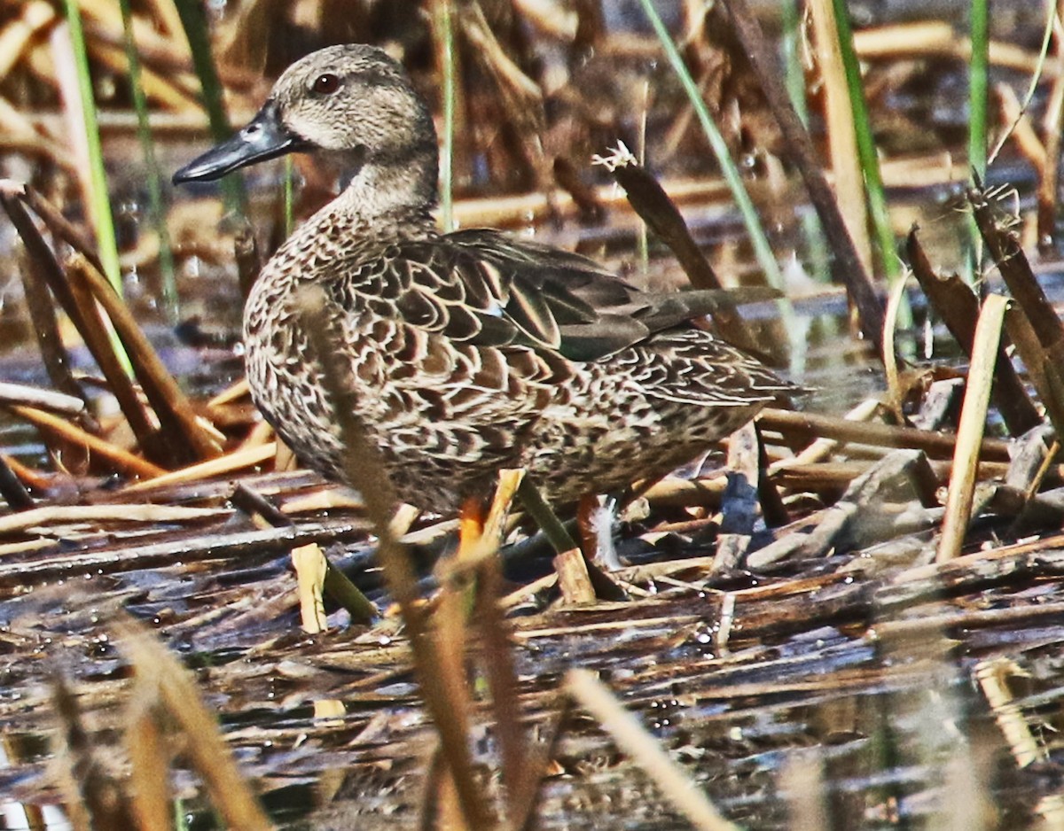 Blue-winged Teal - ML642690375