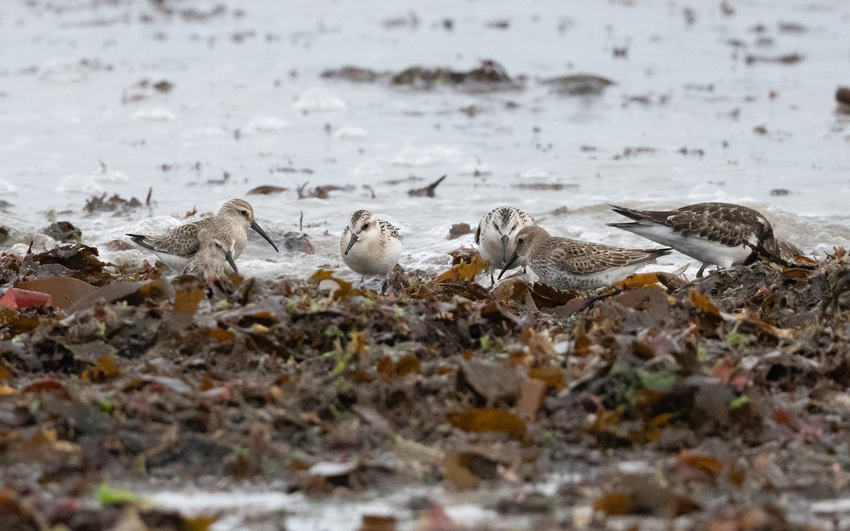 Curlew Sandpiper - ML642690377