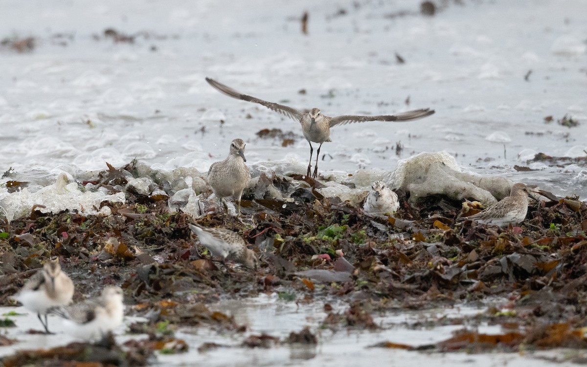 Curlew Sandpiper - ML642690378