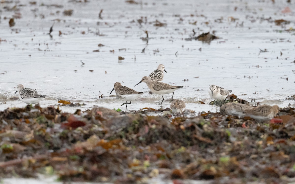 Curlew Sandpiper - ML642690379