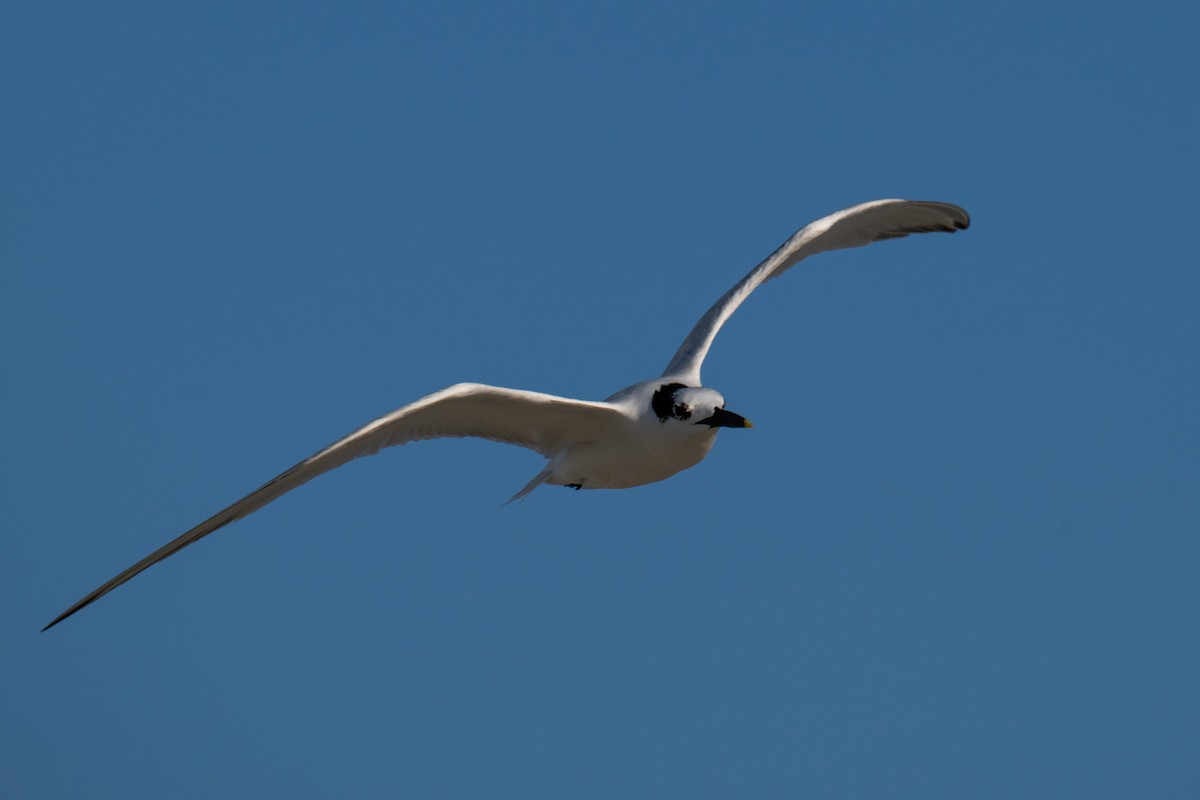Sandwich Tern - ML642690384