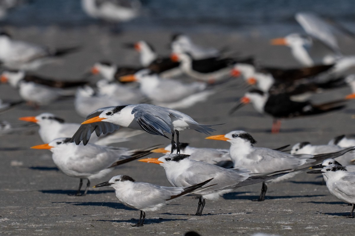 Royal Tern - ML642690387