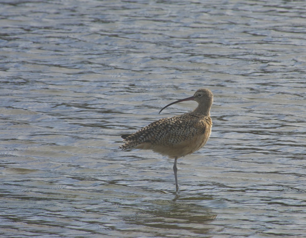 Long-billed Curlew - ML642690388