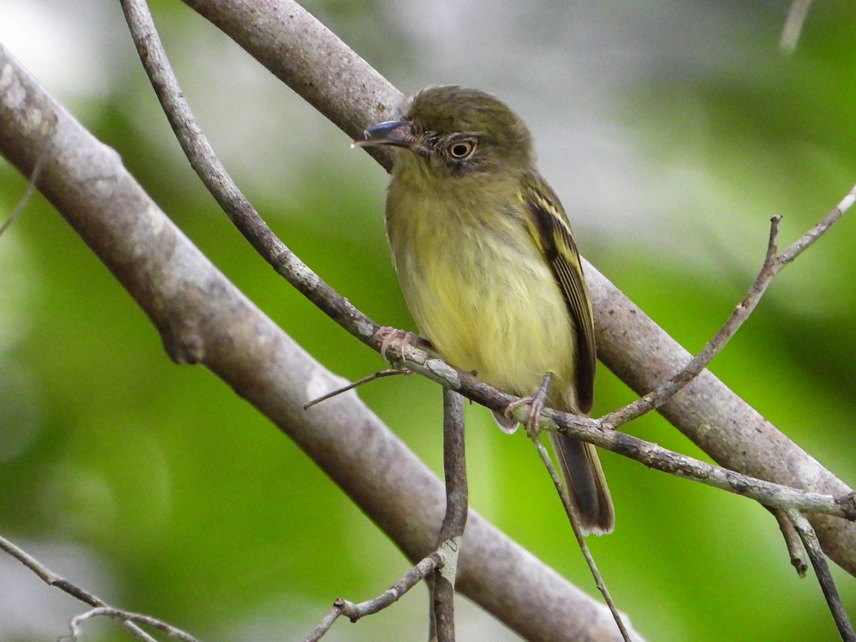 Southern Bentbill - ML642690389