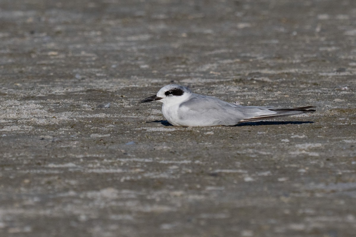 Forster's Tern - ML642690391