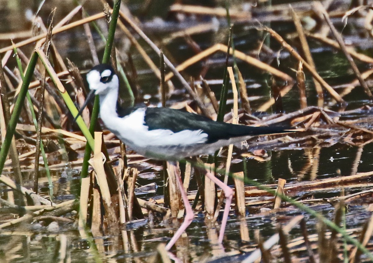 Black-necked Stilt - ML642690392