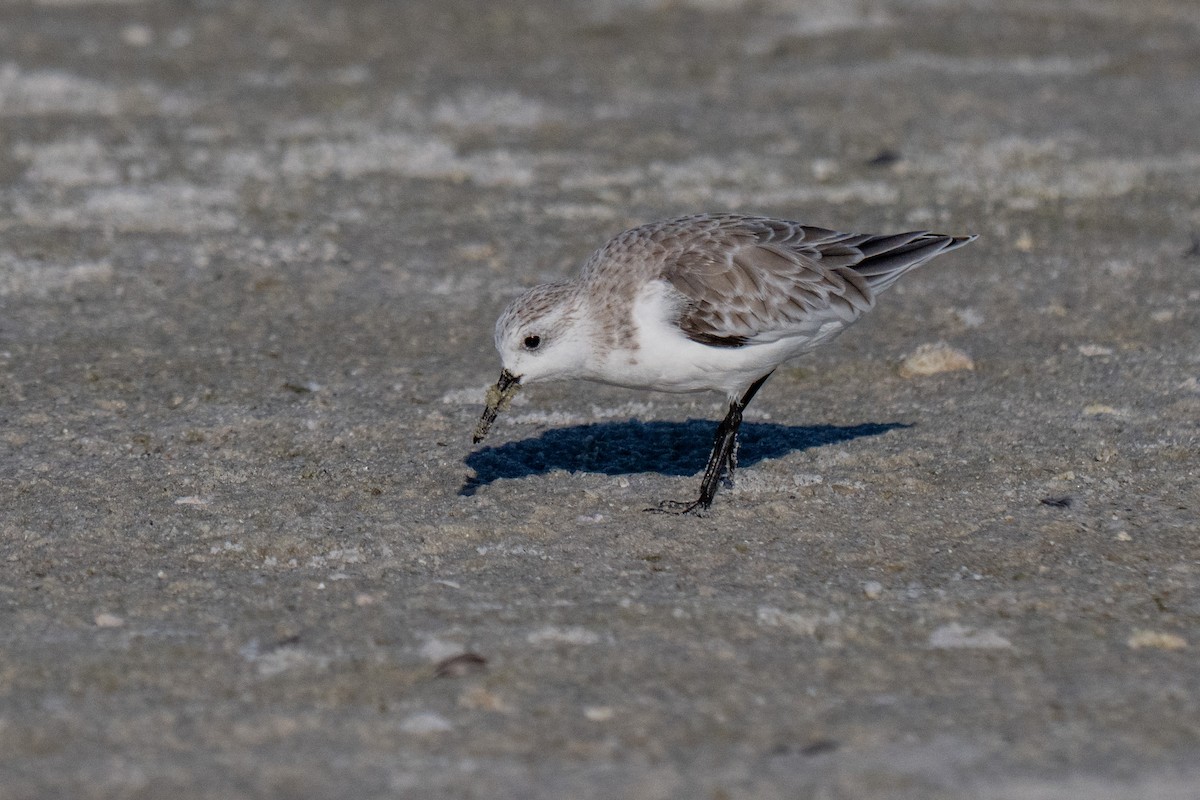 Sanderling - ML642690394