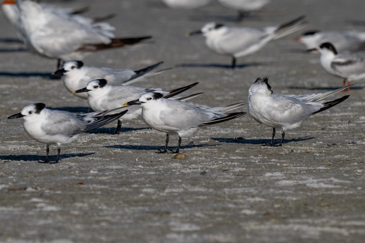 Sandwich Tern - ML642690401
