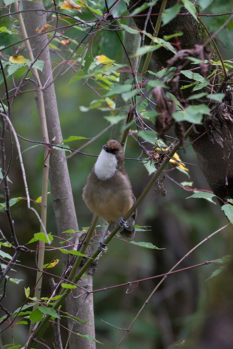 White-throated Laughingthrush - ML642690402