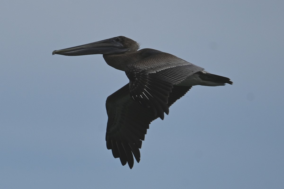 Brown Pelican - ML642690407