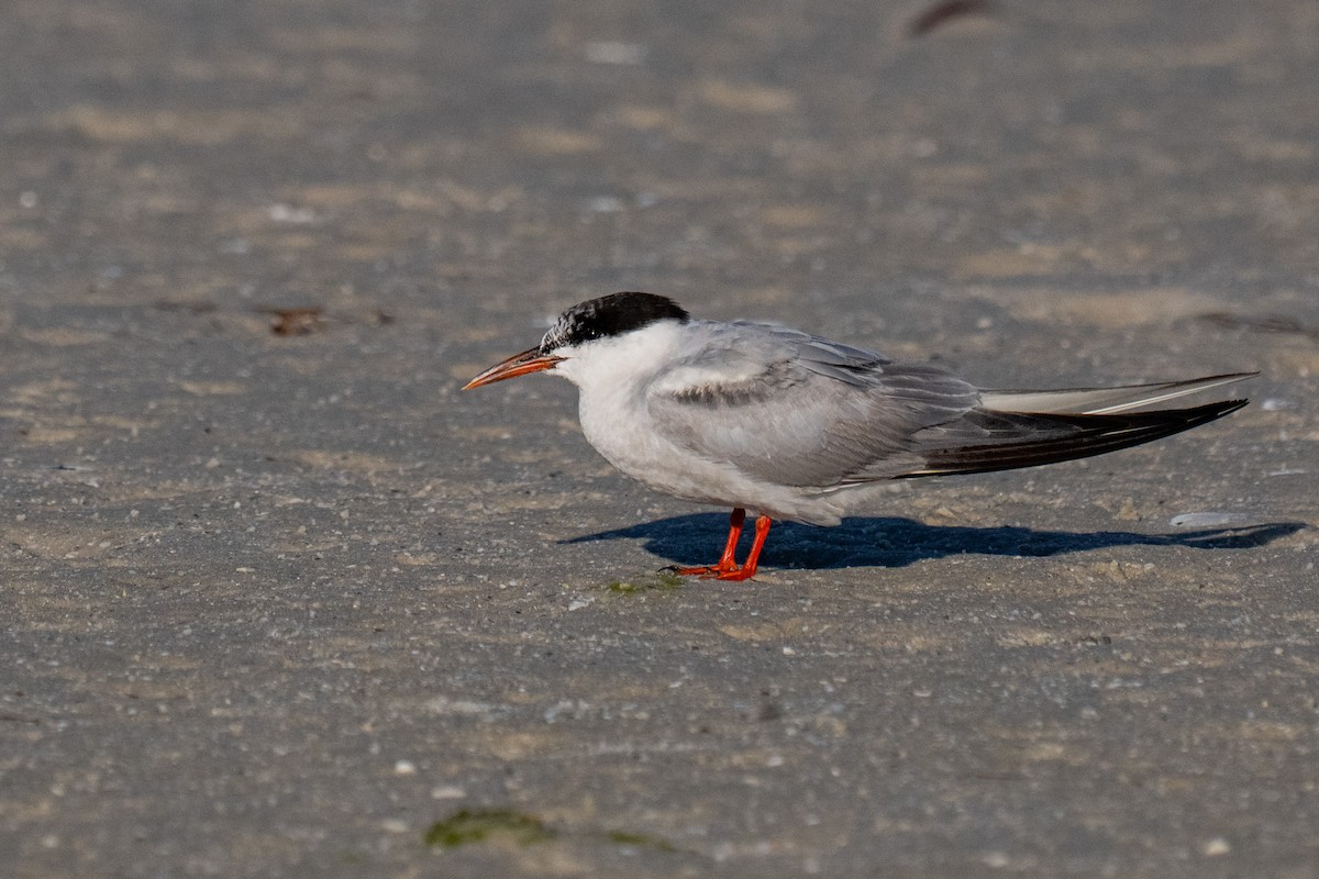 Common Tern - ML642690408