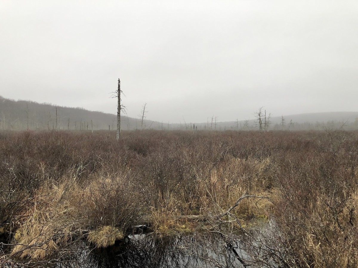 null - ML642690409