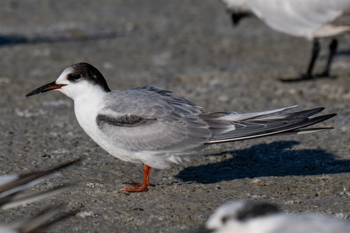 Common Tern - ML642690412
