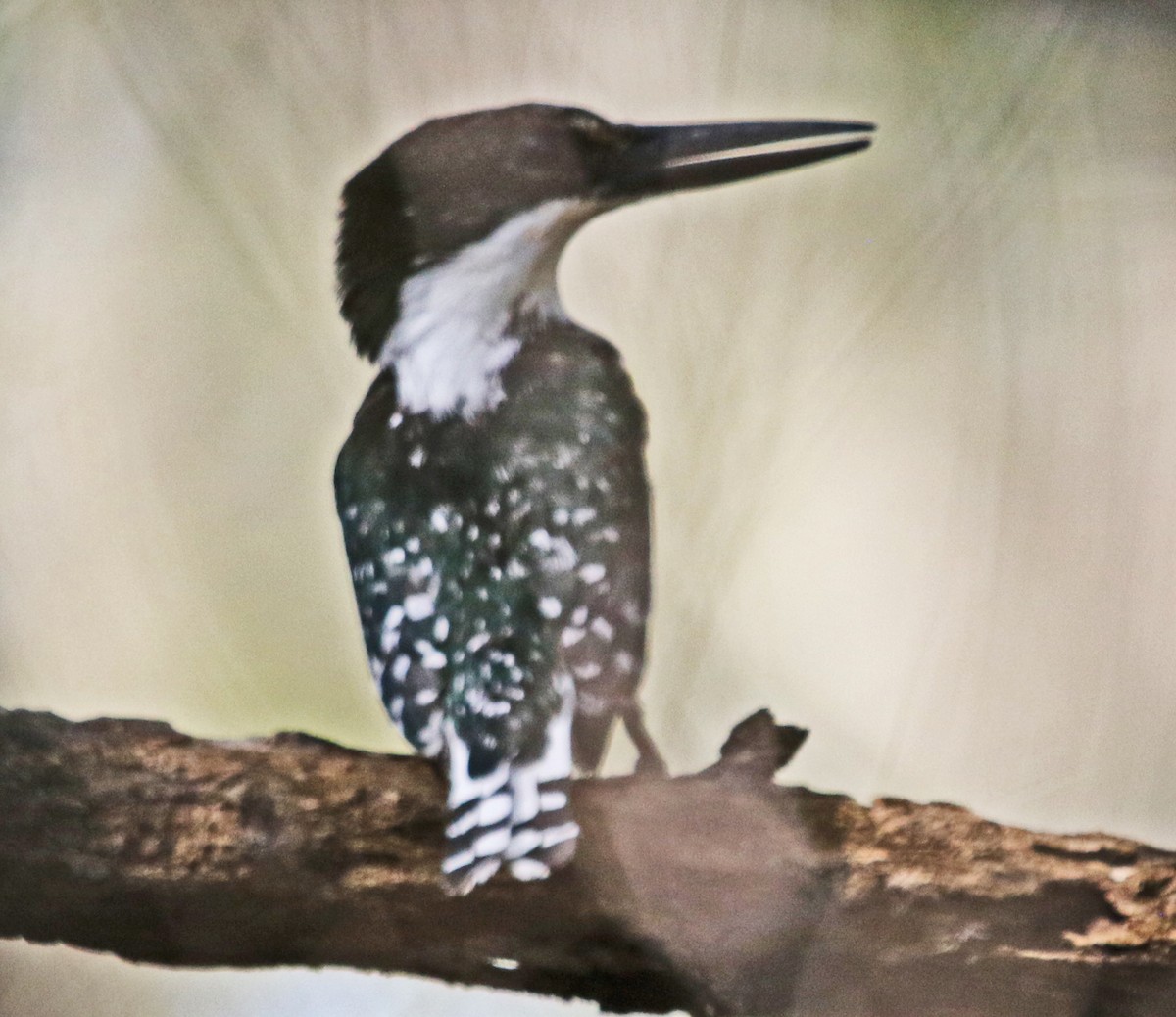 Green Kingfisher - ML642690418