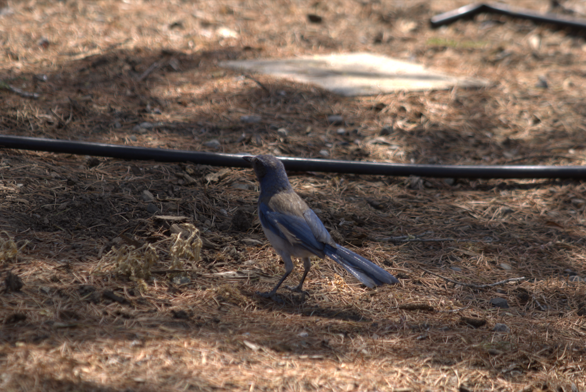 California Scrub-Jay - ML642690421