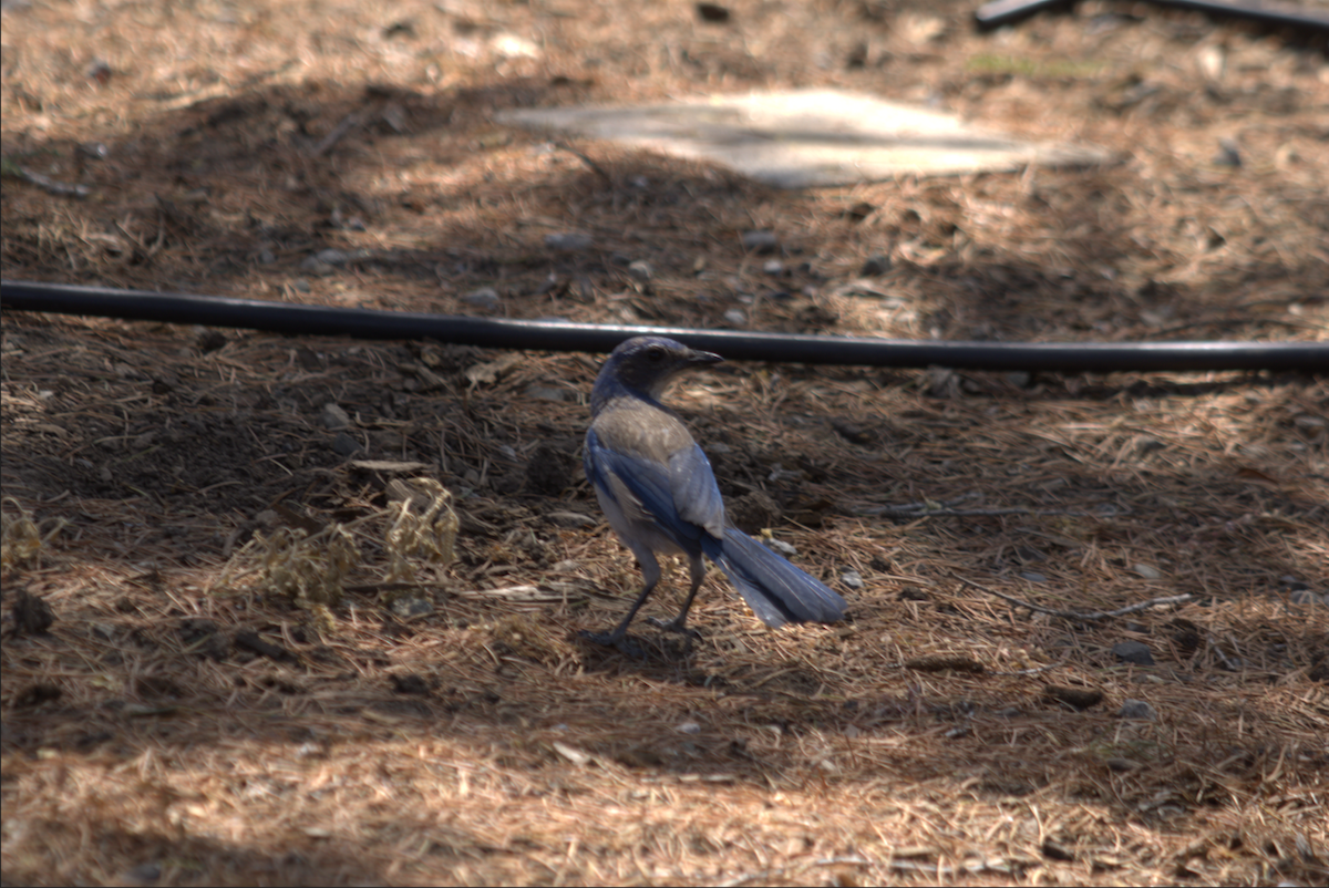 California Scrub-Jay - ML642690422
