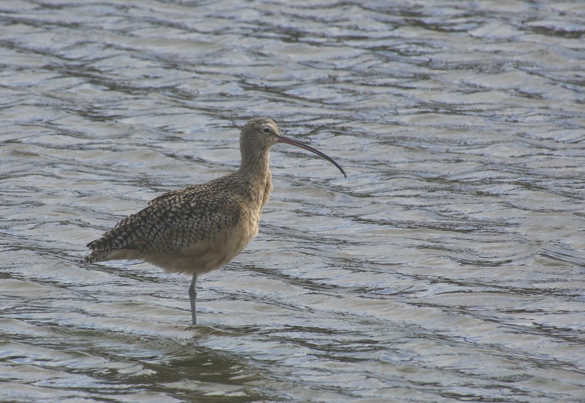Long-billed Curlew - ML642690425