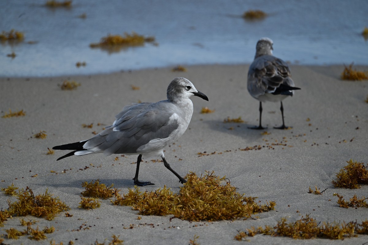Laughing Gull - ML642690427