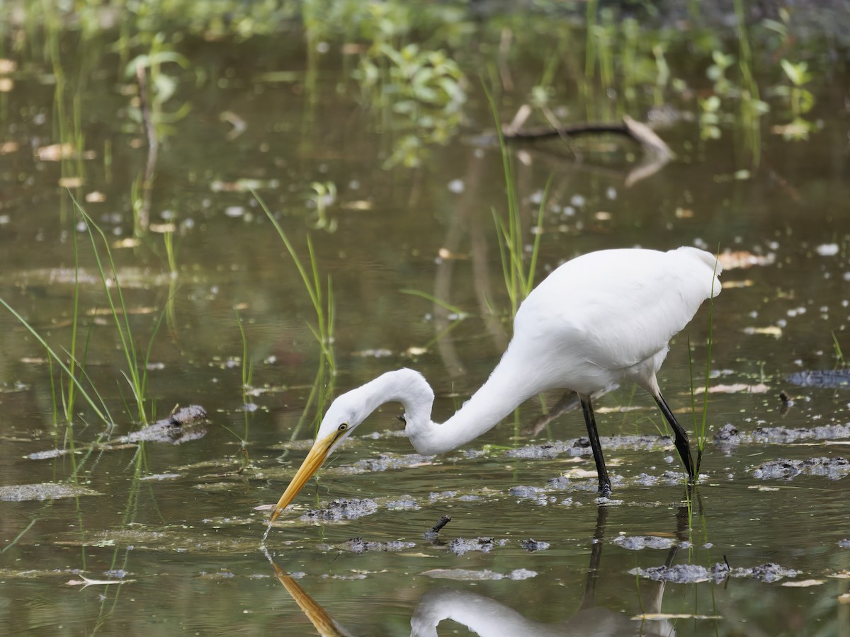 Great Egret - ML642690434
