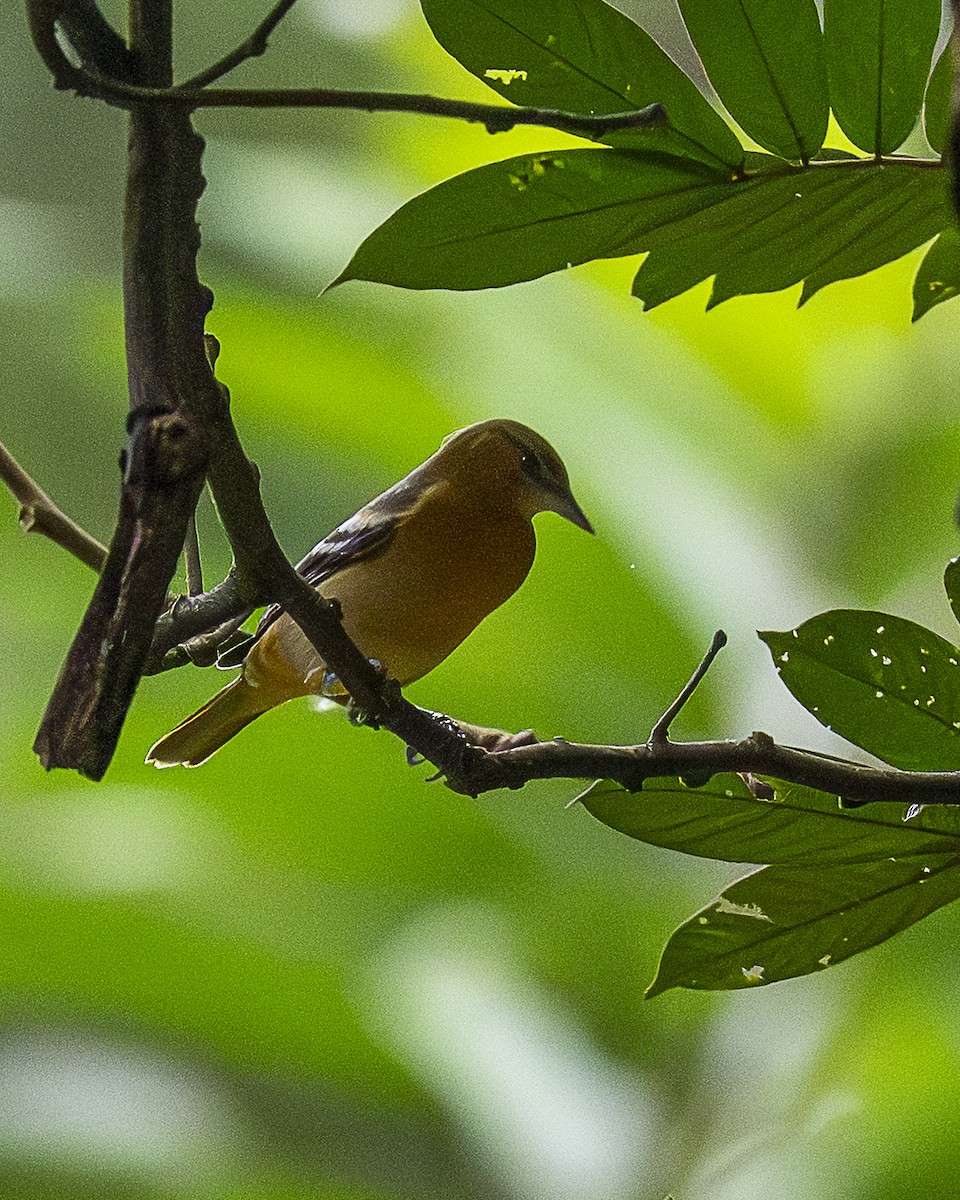 Baltimore Oriole - ML642690437