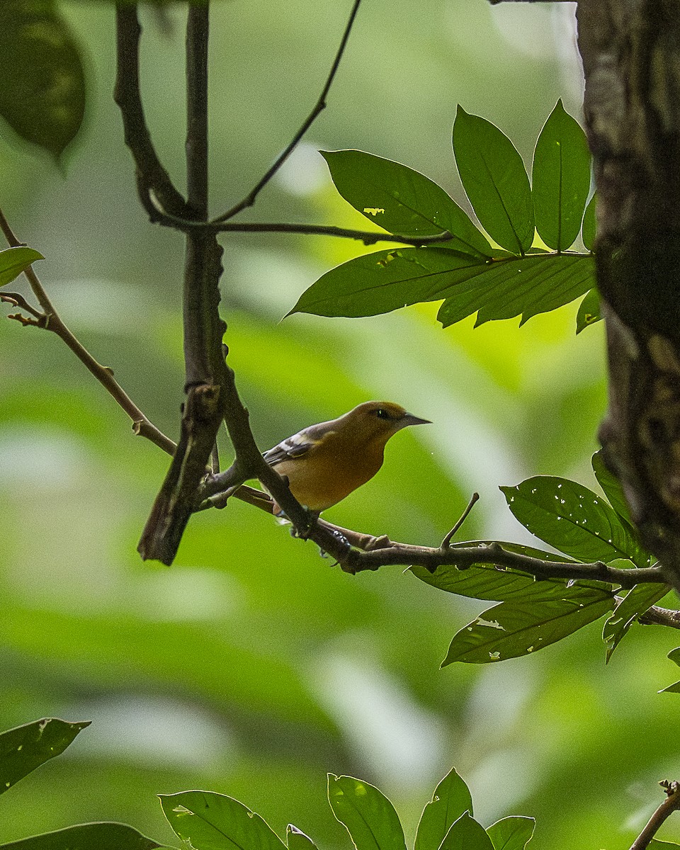Baltimore Oriole - ML642690438