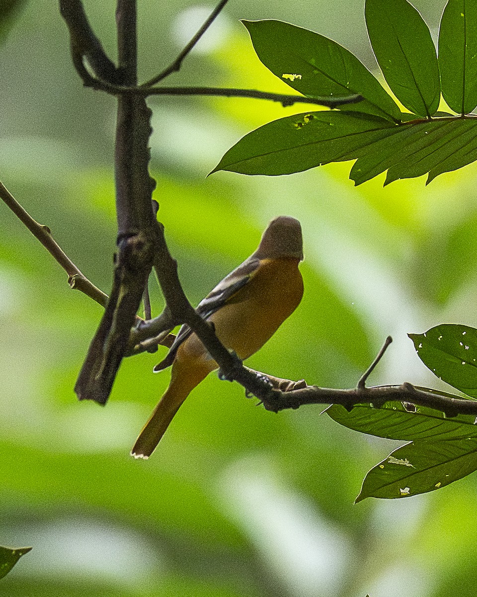 Baltimore Oriole - ML642690439