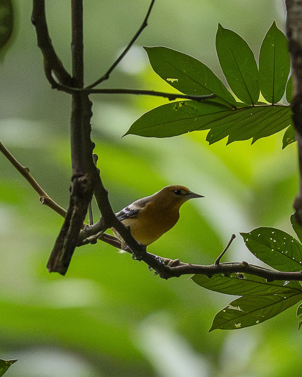 Baltimore Oriole - ML642690440