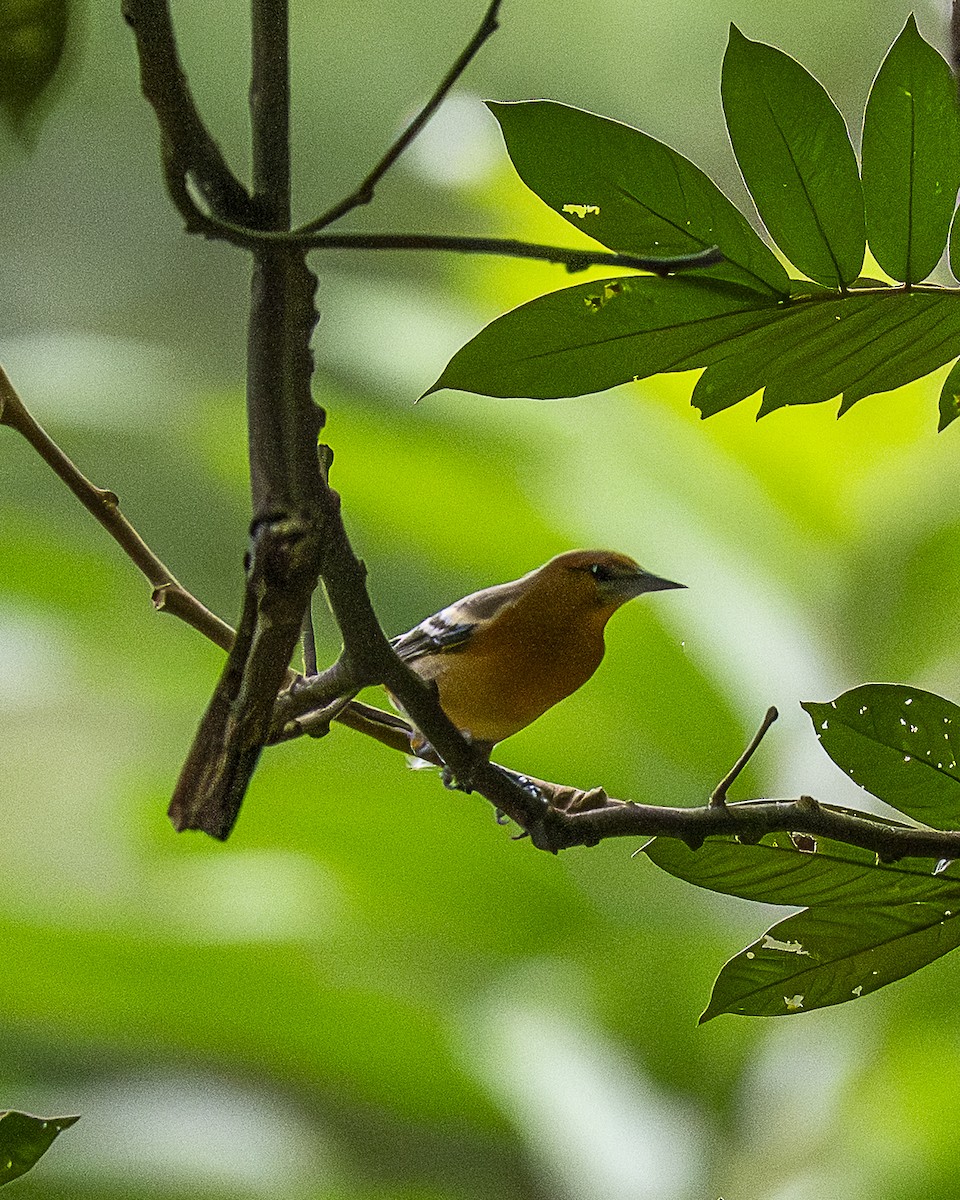 Baltimore Oriole - ML642690441