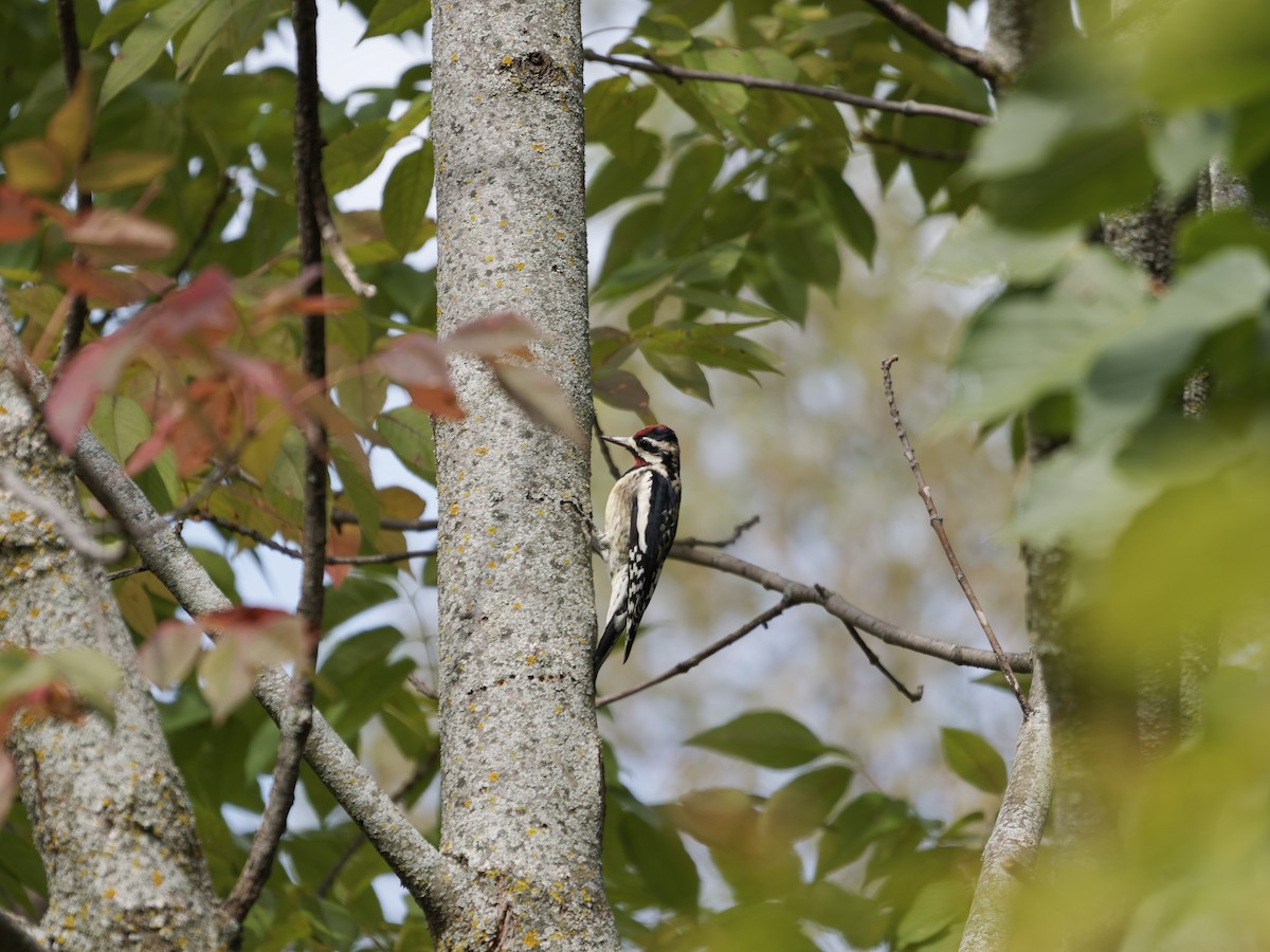 Yellow-bellied Sapsucker - ML642690444