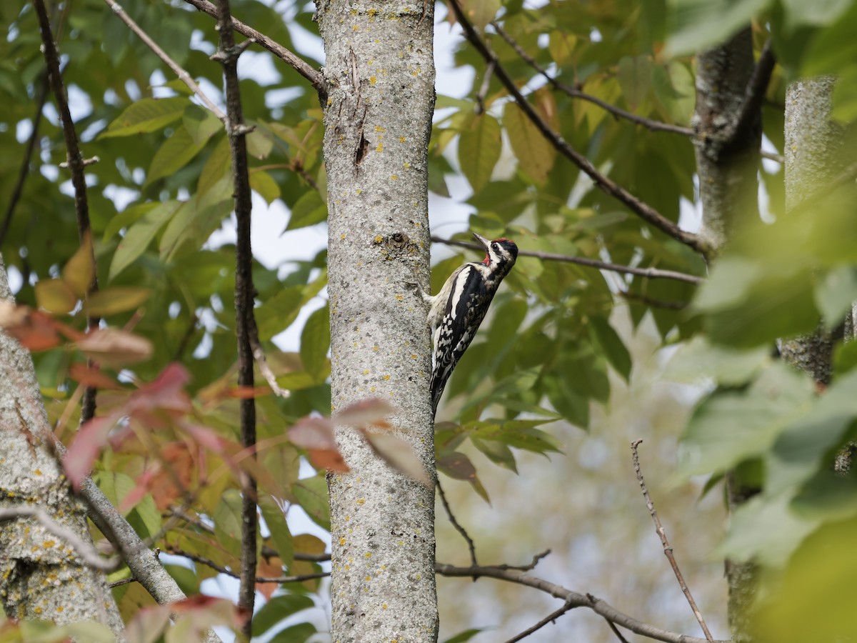 Yellow-bellied Sapsucker - ML642690445